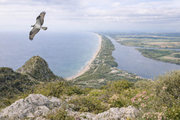 Il falco pescatore che sorvola i laghi di Sabaudia