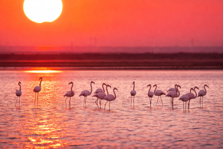 I fenicotteri che colorano di rosa le saline pugliesi