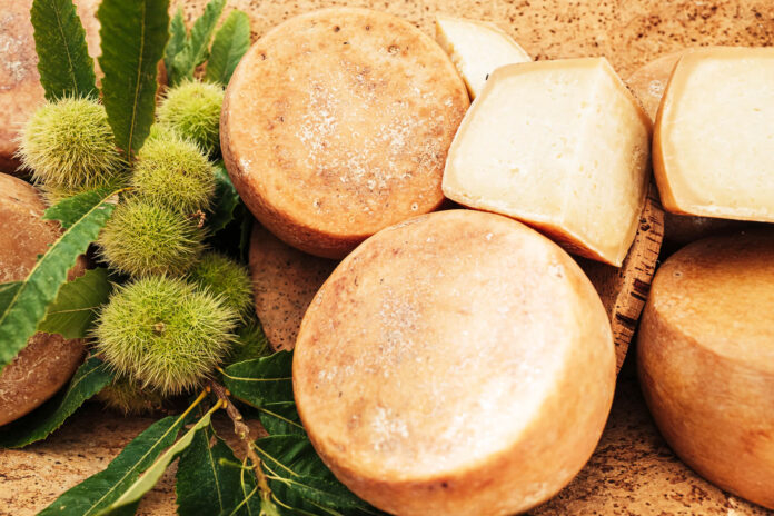 Forme di Pecorino Sardo DOP intere e tagliate su tavolo rustico con ricci di castagno