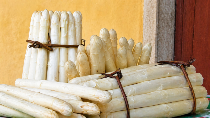 Mazzi di asparago bianco di Bassano DOP legati con stroppa di salice su campo franco-sabbioso del Brenta